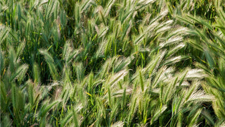 The Amazing Benefits of Barley Grass Powder: A Nutrient Powerhouse